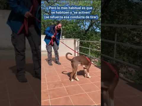 Evita tirones secos de correa con tu perro #educacioncanina #perros