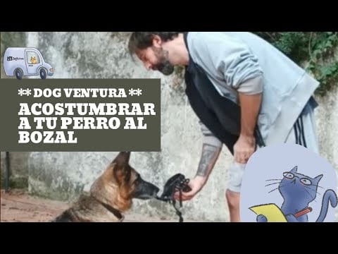 Acostumbrar a un perro al bozal