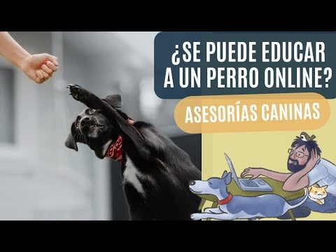 ¿Podemos EDUCAR a un PERRO🦮 ONLINE? 🧑‍🎓 El problema de las ASESORÍAS CANINAS ❗❗