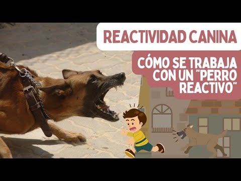 ¿Qué es un PERRO REACTIVO? ✅ Cómo trabajar la REACTIVIDAD (y corregir problemas de conducta)