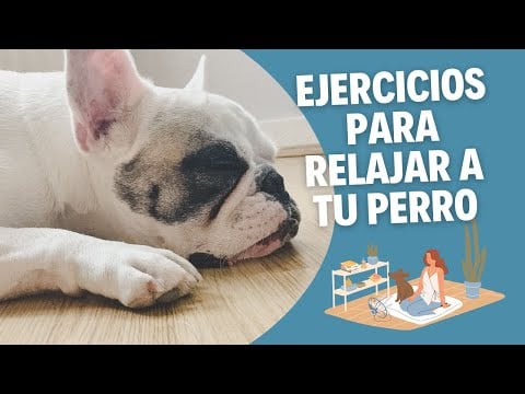 Aquí tienes  EJERCICIOS para RELAJAR A TU PERRO (ejercicios de baja activación)