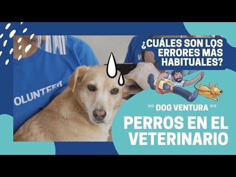 ¿Cómo actuar con el perro en el veterinario?