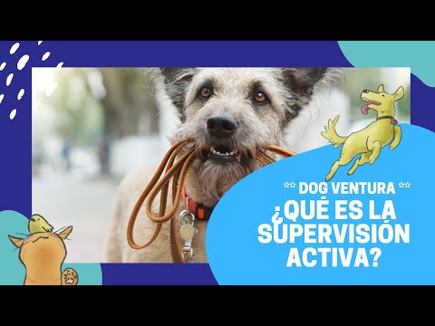 Supervisión activa en perros