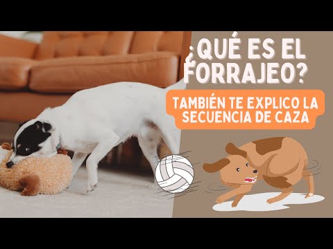 El FORRAJEO en los PERROS (y por qué te interesa saber más del tema)