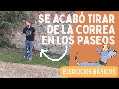 ¡Enseña a tu perro a pasear SIN TIRAR de la CORREA! De paso, entiende por qué está tirando ;-)