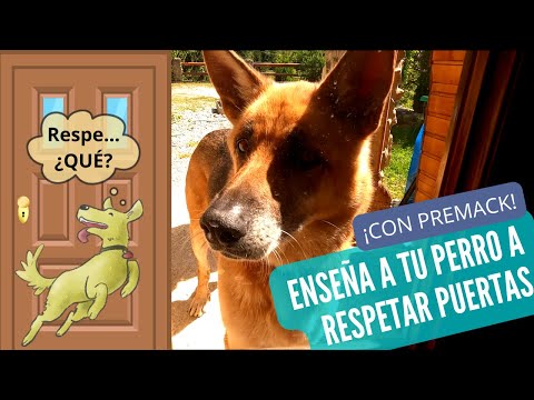 ¿Tu perro sale CORRIENDO cuando abres la PUERTA? SOLUCIÓNALO con Premack