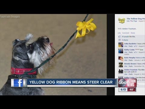 Yellow Dog Project: A yellow ribbon on a dog's leash sends important message to strangers