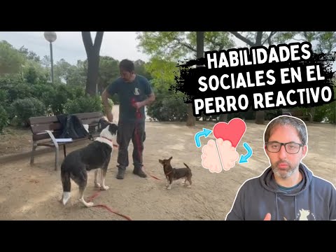 DE CONTROLAR AL PERRO REACTIVO a la ADQUISICIÓN DE HABILIDADES SOCIALES (PAHS)