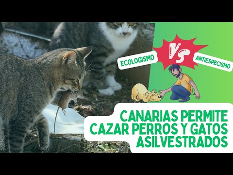 Canarias permitirá CAZAR PERROS, GATOS y hurones 🐶🐱 hasta SEPTIEMBRE de 2023