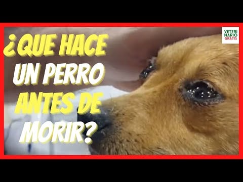 💔 ¿QUE HACE UN PERRO ANTES DE MORIR? 💔MI EXPERIENCIA COMO VETERINARIO