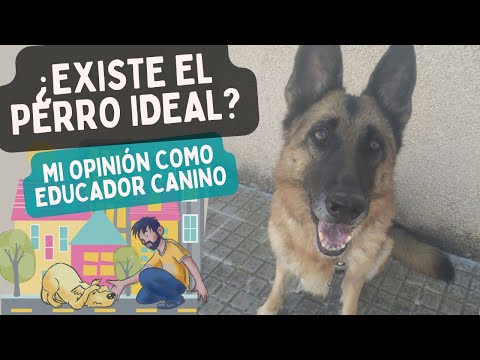 ¿Cómo es el PERRO IDEAL? ¿Existe? ¿Qué debemos BUSCAR en un perro para la familia?