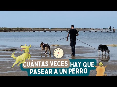 Tu perro NO NECESITA pasear TRES VECES al día  🐶 🤔❓ ¿CUÁNTAS VECES pasear?