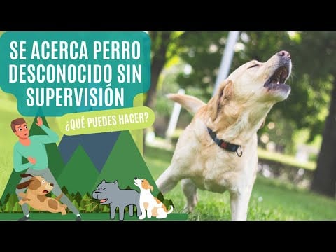 ¿QUÉ HACER cuando se ACERCA un PERRO DESCONOCIDO sin supervisión? (Y tú vas SOLO o CON PERROS)