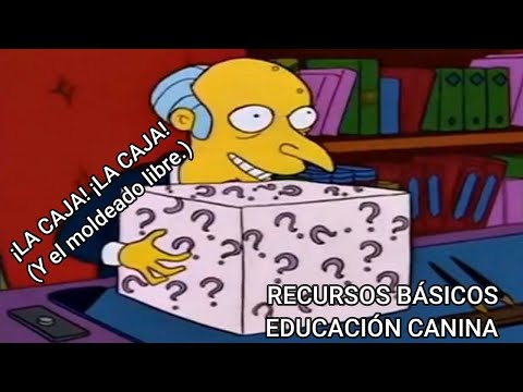 Recursos básicos de educación canina