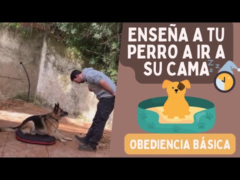 Enseña una posición de "A TU SITIO" o "A LA CAMA" a tu perro