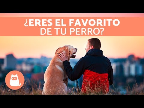 ¿ERES LA PERSONA FAVORITA DE TU PERRO?