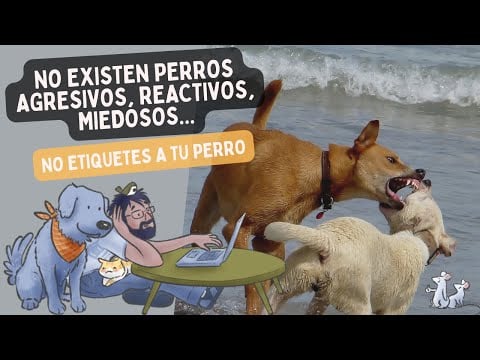 ¿PERRO REACTIVO? ¡No te creas las ETIQUETAS al 100 %!