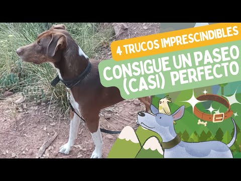 El secreto para un PASEO PERFECTO con tu perro 🤫