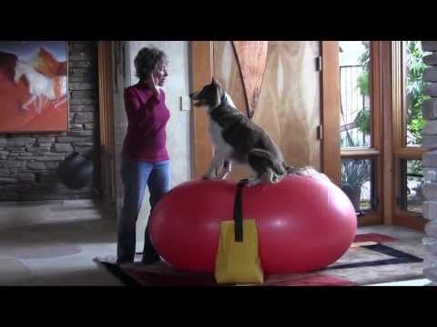 Getting Started: Canine Fitness & Conditioning Using Balance Discs