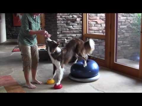 Paw Pods for Proprioception and Agility