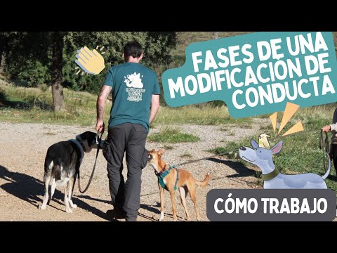 Educador CANINO 🐶🎓 explica cómo TRABAJA MODIFICACIÓN DE CONDUCTA