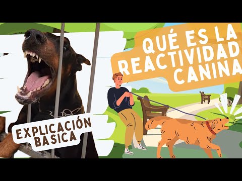 Los 3 TIPOS de REACTIVIDAD en perros (Sesión 1)