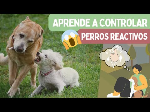 ¿PERRO REACTIVO? 🦮 APRENDE estos EJERCICIOS 💪