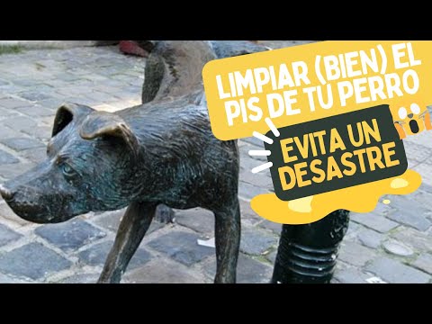 ¿Puedes estar LIMPIANDO MAL el PIS de tu perro? Sí, puedes, y es más  importante de lo que crees