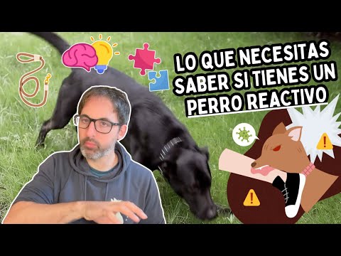 REACTIVIDAD CANINA: AYUDAR a tu PERRO