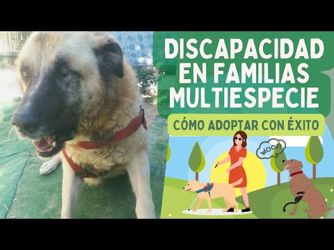 DISCAPACIDAD en PERROS y PERSONAS de la familia: adopciones, acogidas y consejos