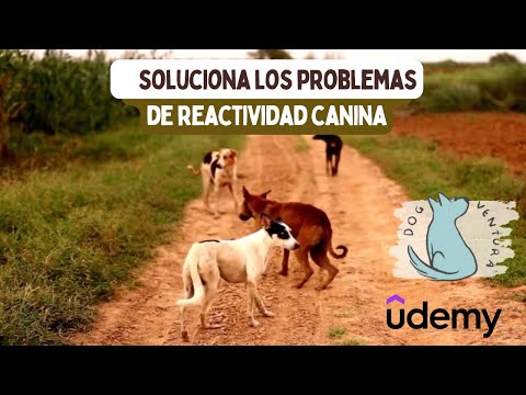 Vídeo PROMO: CURSO DE REACTIVIDAD CANINA O CONDUCTAS REACTIVAS