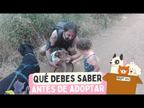 Recuerda ESTO ANTES de ADOPTAR un perro