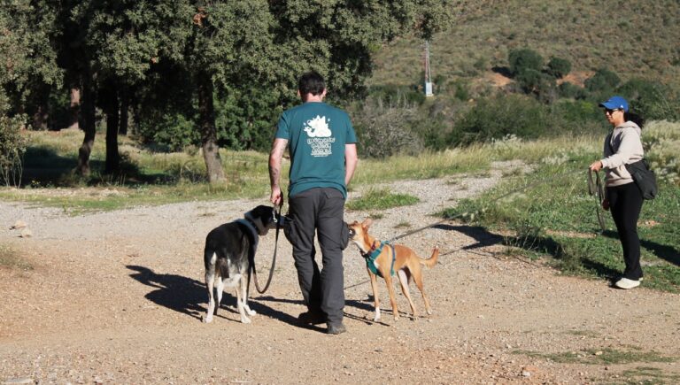 Cómo presentar a dos perros desconocidos