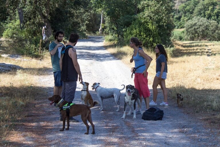 Ya no trabajo como educador canino - Aprendizajes