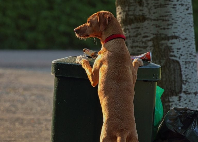 Cómo ve tu perro el sofá/basura - Forrajeo