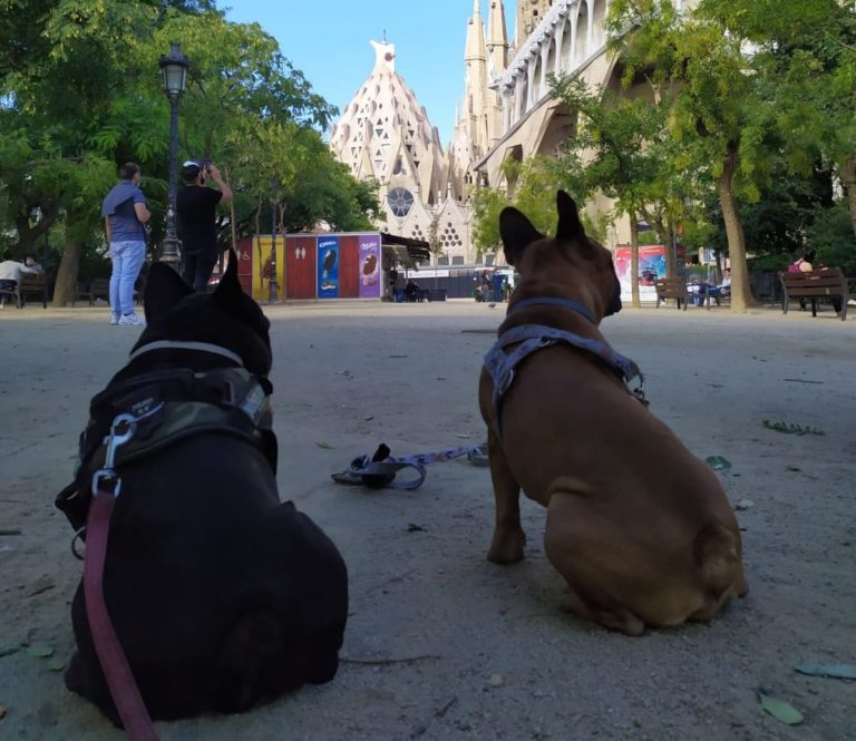 Enseñar a tu perro a venir a la llamada-posiciones-entorno