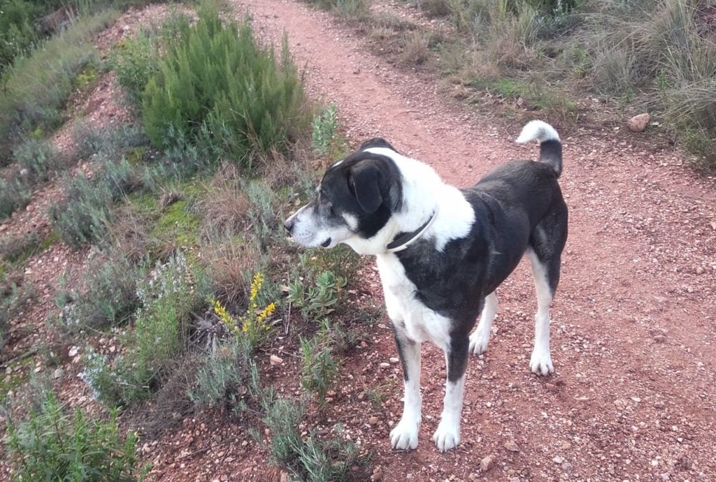 Enseñar a tu perro a venir a la llamada-seguridad