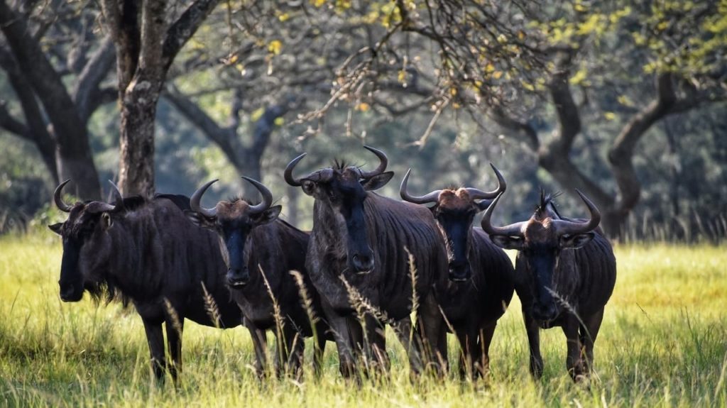 Propuestas de los partidos políticos sobre los animales (Tauromaquia y animales) (1) (1)