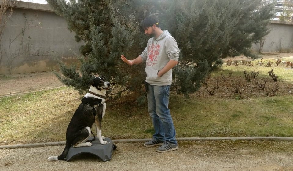 A tu sitio - Cómo enseñar la orden de ir a la cama a un perro