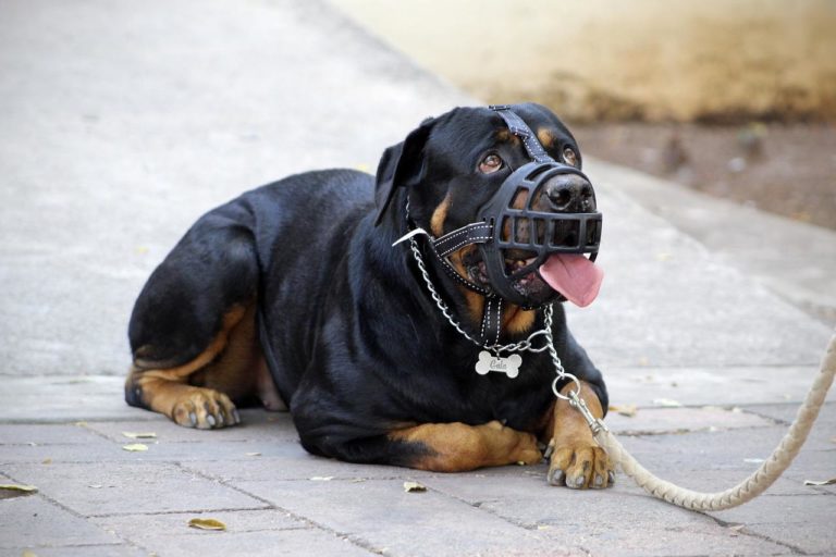 Acostumbrar a un perro a llevar bozal