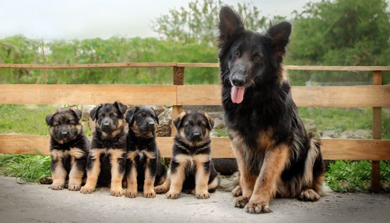 Falta transportín para tanto perro ;-)