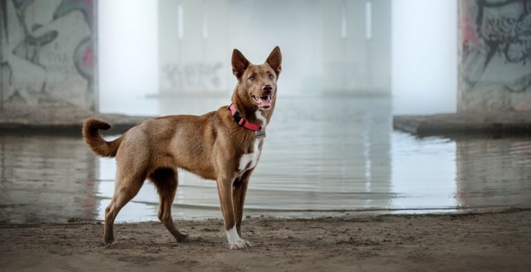 Adiestramiento vs educación canina vs etología