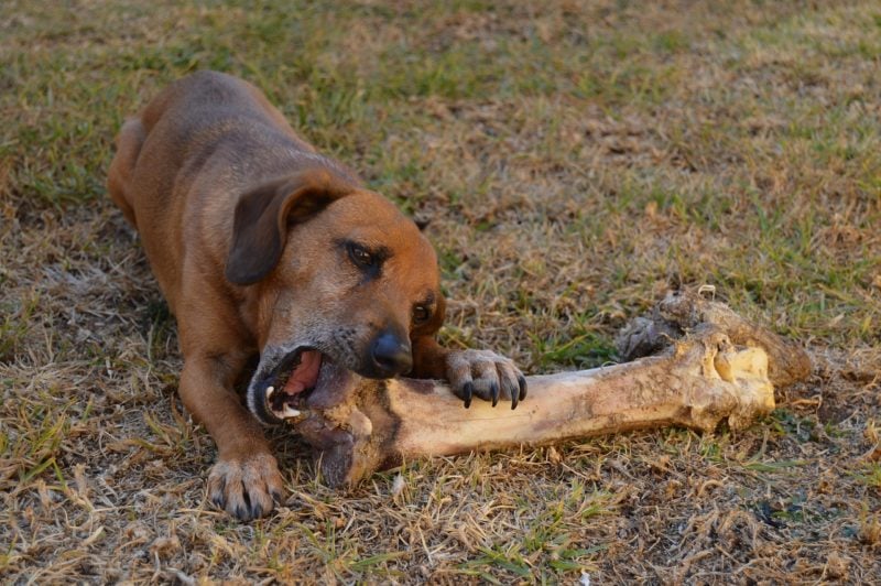 alimentacion-canina