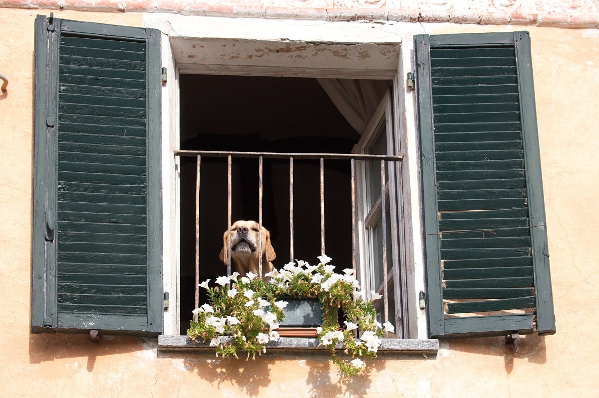 Perro en la ventana, alojamiento con perro por España (1)