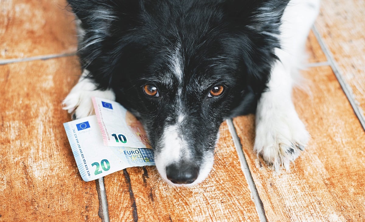 Border collie capitalista; alojamiento con perro por España