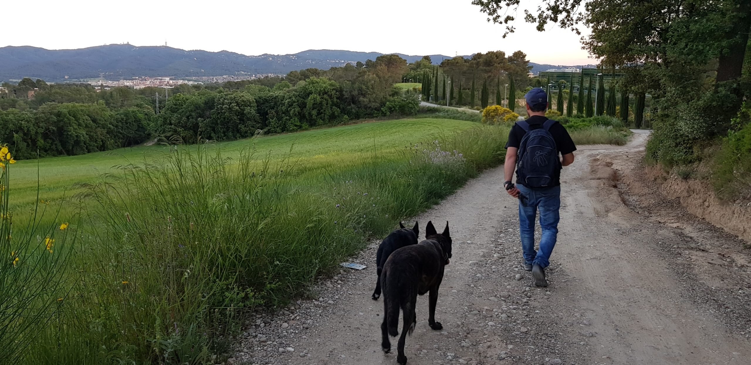 Pasear con tu perro sin correa - Educación canina