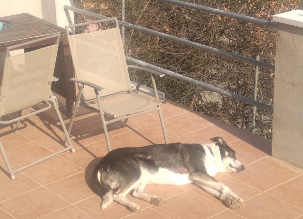 Argos - Durmiendo al sol