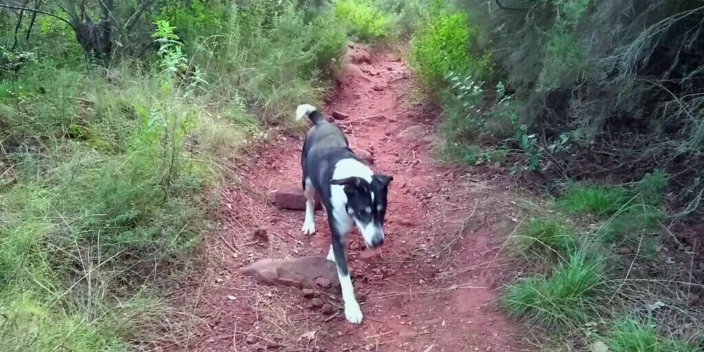 Supervisión activa en perros - Perro suelto (Argos de los montes)