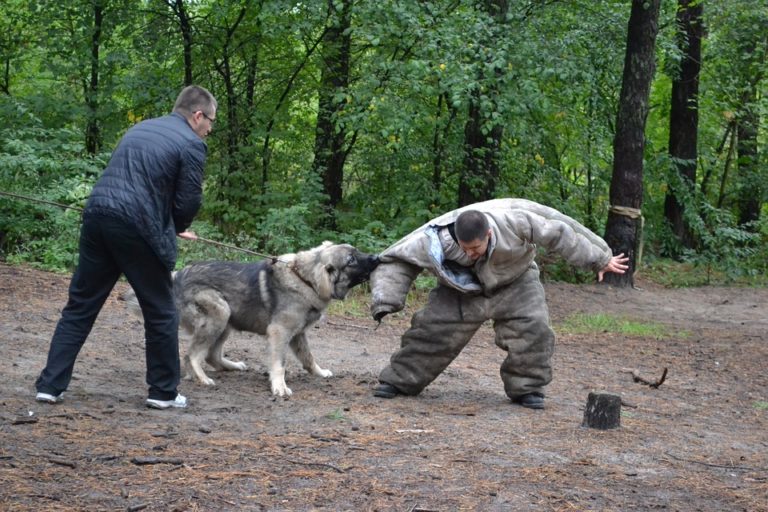 Ataque de un perro - Entrenando