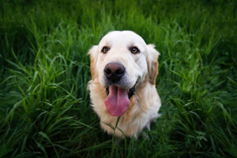 Bolsas biodegradables para las cacas de los perros - prev